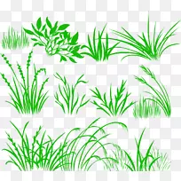 草本植物画桌面壁纸.油漆草