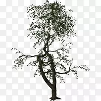 小枝灌木木本植物枝-大理