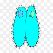 纤毛附睾生物-单细胞生物-生物