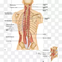 棘肌、脊柱、锯长肌、后上肌-水中令人愉悦的肌肉