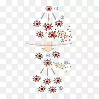 克隆选择算法淋巴细胞抗原免疫系统造血干细胞