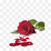 玫瑰花桌面壁纸夹艺术-花
