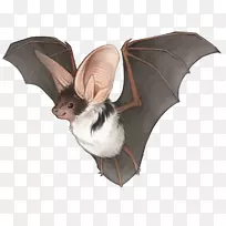 基蒂的猪鼻蝙蝠画有斑点蝙蝠普通吸血鬼蝙蝠手绘蝙蝠