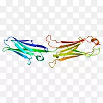 VCAM-1细胞粘附分子地址蛋白