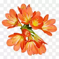 印加橙色百合插花艺术-花卉