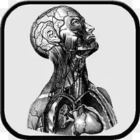 人体解剖人体脑夹艺术科学