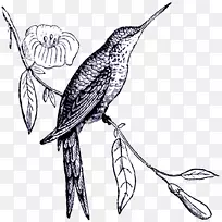 鸟类数码邮票绘图邮票-鸟