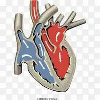 肺动脉、心室、心脏瓣膜、心房-血液