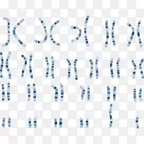染色体核型遗传学比较基因组杂交染色体