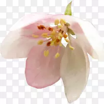 节日女子生日间微笑-粉红色小花
