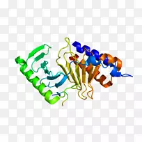 cdc25c蛋白磷酸酶基因