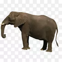 亚洲象非洲灌木象剪贴画-象