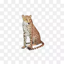 猎豹，非洲艺术美洲豹-猎豹