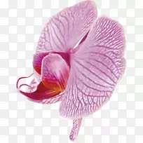 飞蛾兰花剪贴画-美丽的兰花相框