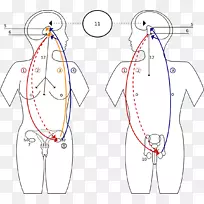 激素内分泌系统生殖系统功能男性内分泌腺