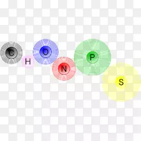 Chon细胞化学生物氮