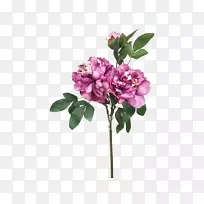 玫瑰科植物茎紫丁香切花