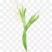 郁金香花八颜六色郁金香