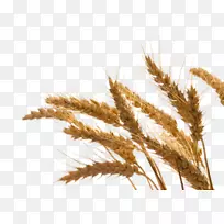 黑麦油-小麦发芽