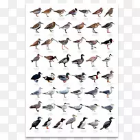 英国花园鸟芬奇·西布利的后院鸟：北美东部海鸟-鸟