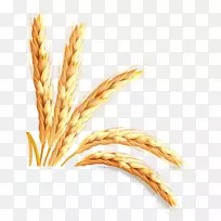 Emmer信息einkorn小麦