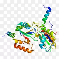 RNA剪接基因SF3B1蛋白剪接体