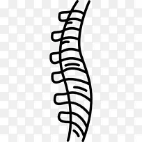 人脊柱解剖脊髓