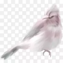 鸟喙羽毛牙-创造性鸟类