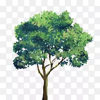 浅绿树