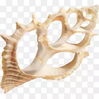 海贝壳海洋剪贴画.海贝壳