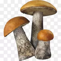 普通食用菌-蘑菇