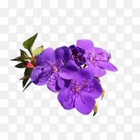 切花砧木摄影紫罗兰花