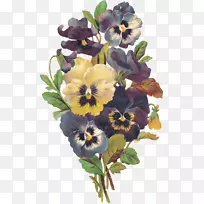 潘西花紫罗兰花
