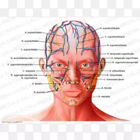 额部解剖滑车上动脉眶上动脉生理学-耳