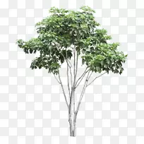 杨树丝绸植物桔子树