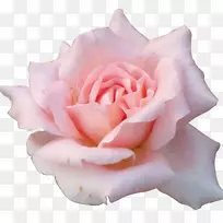 蝴蝶玫瑰花桌面壁纸粉红-蝴蝶