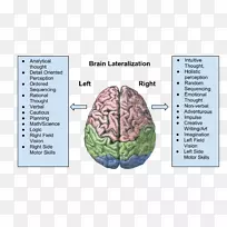 脑功能的偏侧化-大脑半球-人脑大脑皮层