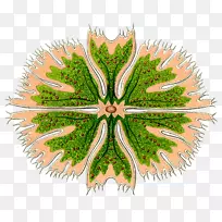 天然放射虫版画艺术形式-藻类植物