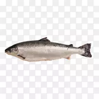三文鱼产品油性鱼类-鱼类
