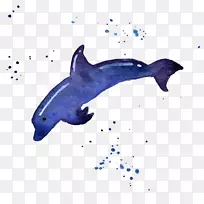普通宽吻海豚图库溪粗齿海豚-天然海洋动物海豚