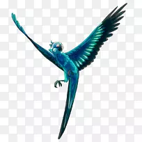 斯皮克斯的鹦鹉蓝宝石鹦鹉插图