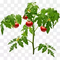园艺番茄土植物-番茄