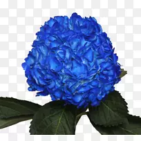 蓝玫瑰花园玫瑰花，蓝色紫罗兰色