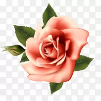 花园玫瑰、蜈蚣玫瑰、花折玫瑰、复古玫瑰：家庭和花园花卉的美丽品种