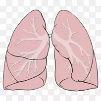 肺呼吸系统解剖呼吸道图-呼吸图