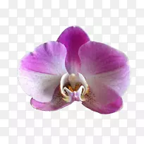 美丽的兰花，花蛾，兰花-紫兰花