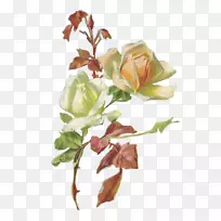 花园玫瑰切花图案-明信片背面