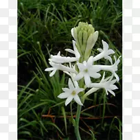 块茎球茎风信子球茎