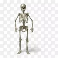 计算机图标头骨人类骨骼头骨