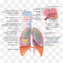 呼吸系统、呼吸道、肺呼吸